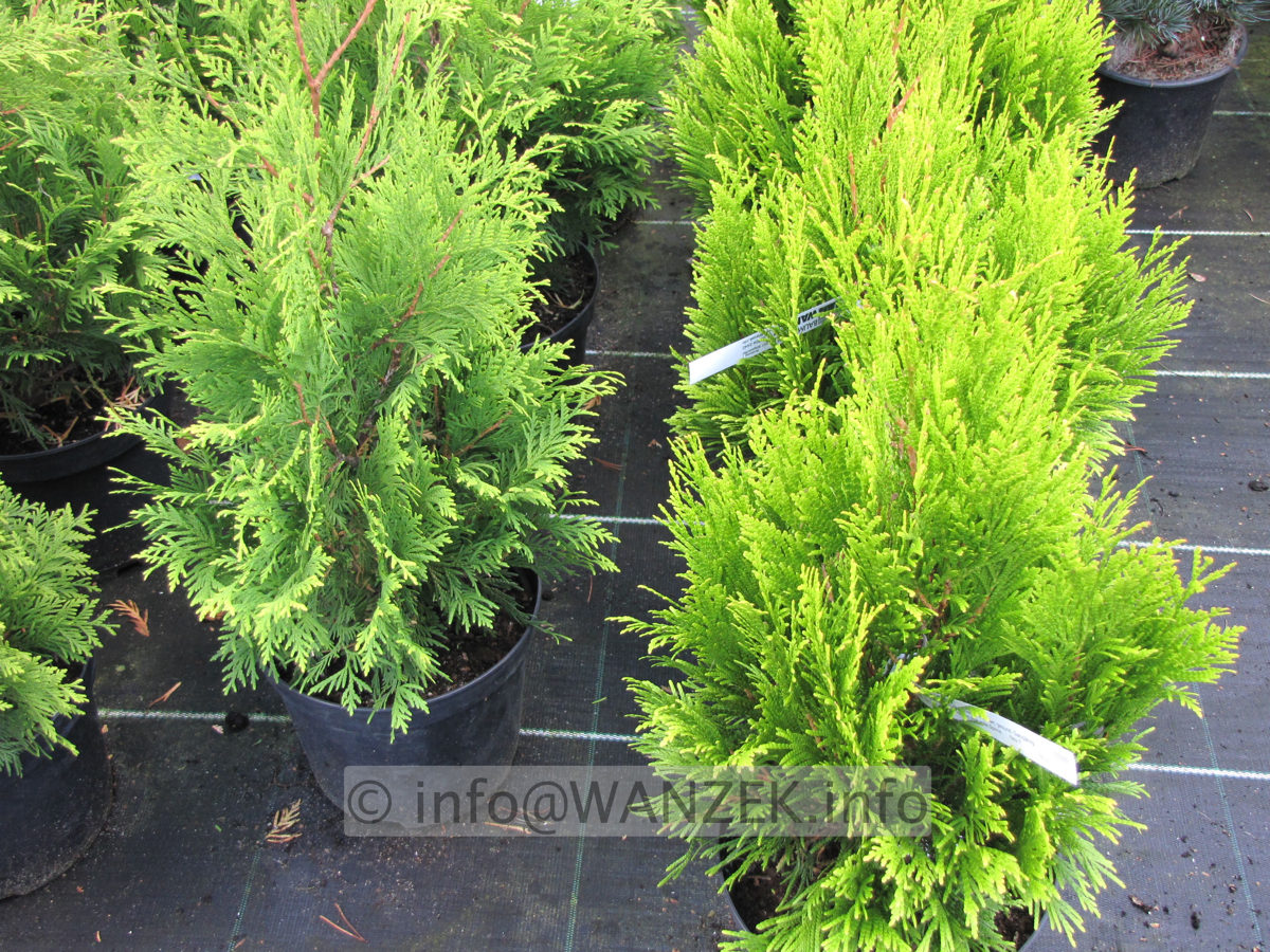 Thuja plicata Goldy (right).JPG